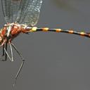 Image of Macromia cupricincta