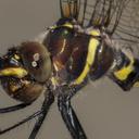 Image of Macromia margarita