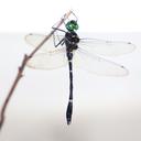 Image of Macromia malleifera