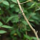 Image of Macromia beijingensis