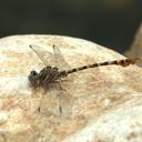 Image of Paragomphus sinaiticus