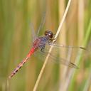 Image of Diplacodes melanopsis