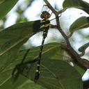 Image of Macromia zeylanica