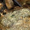 Image of Macromia euterpe