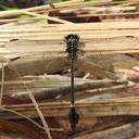 Image of Paragomphus machadoi