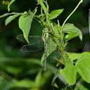 Image of Brachytron longistigma