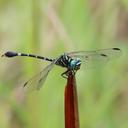 Image of Paragomphus serrulatus
