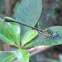 Image of Leptogomphus hongkongensis