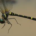 Image of Macromia septima