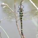 Image of Macromia amphigena