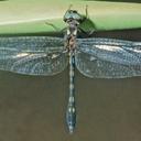 Image of Macrothemis delia