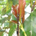 Image of Schizocordulia rustica
