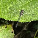Image of Progomphus gracilis