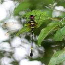 Image of Macromia urania