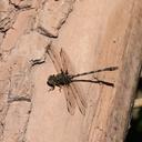 Image of Progomphus aberrans
