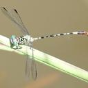 Image of Lestinogomphus angustus