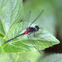 Image of Epithemis wayanadensis