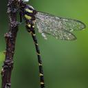 Image of Anotogaster chaoi