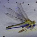 Image of Anormogomphus heteropterus