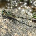 Image of Arigomphus villosipes