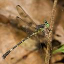 Image of Epigomphus occipitalis