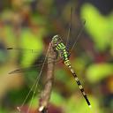 Image of Orthetrum serapia