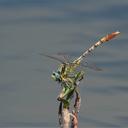 Image of Arigomphus lentulus