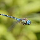Image of Aeshna affinis