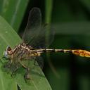 Image of Phanogomphus militaris