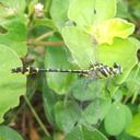 Image of Cyclogomphus gynostylus