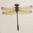 Image of Progomphus complicatus