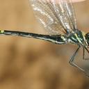 Image of Macromia callisto
