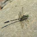 Image of Labrogomphus torvus