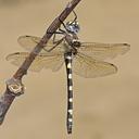 Image of Macromia magnifica