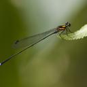 Image of Platycnemididae