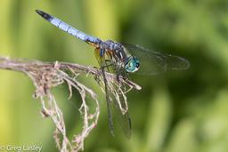 A Blue Dasher perched on some dead vegetation.