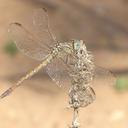 Image of Orthetrum angustiventre