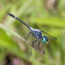 Image of Micrathyria iheringi