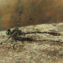 Image of Burmagomphus insularis