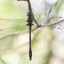 Image of Macromia cincta