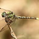 Image of Paragomphus elpidius