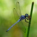 Image of Orthetrum luzonicum