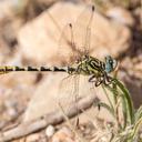 Image of Onychogomphus cazuma