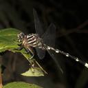 Image of Phyllogomphoides suasus
