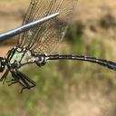 Image of Asiagomphus melanopsoides