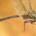 Image of Somatochlora kennedyi