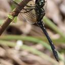 Image of Thalassothemis marchali