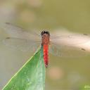 Image of Trithetrum navasi