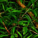 Image of Orthetrum andamanicum