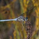 Image of Orthetrum machadoi